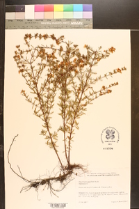 Hypericum galioides image